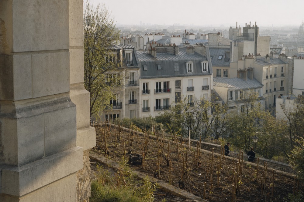Terraced vineyard rows on a Montmartre hillside with a stone wall, sparse trees and grey zinc Paris rooftops behind.